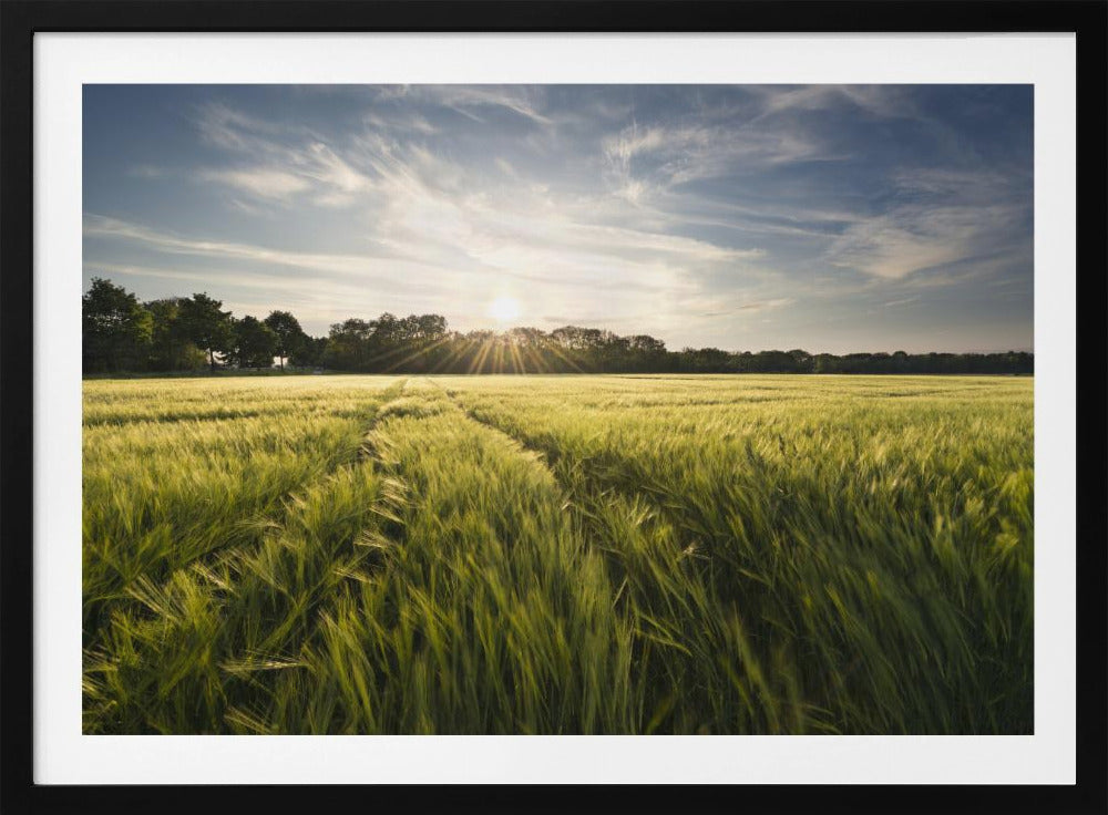 Barley Meadow | Poster