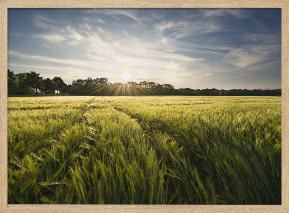 Barley Meadow | Poster