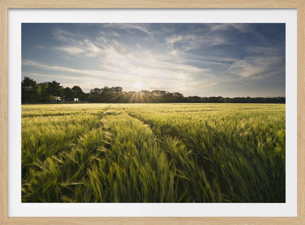 Barley Meadow | Poster