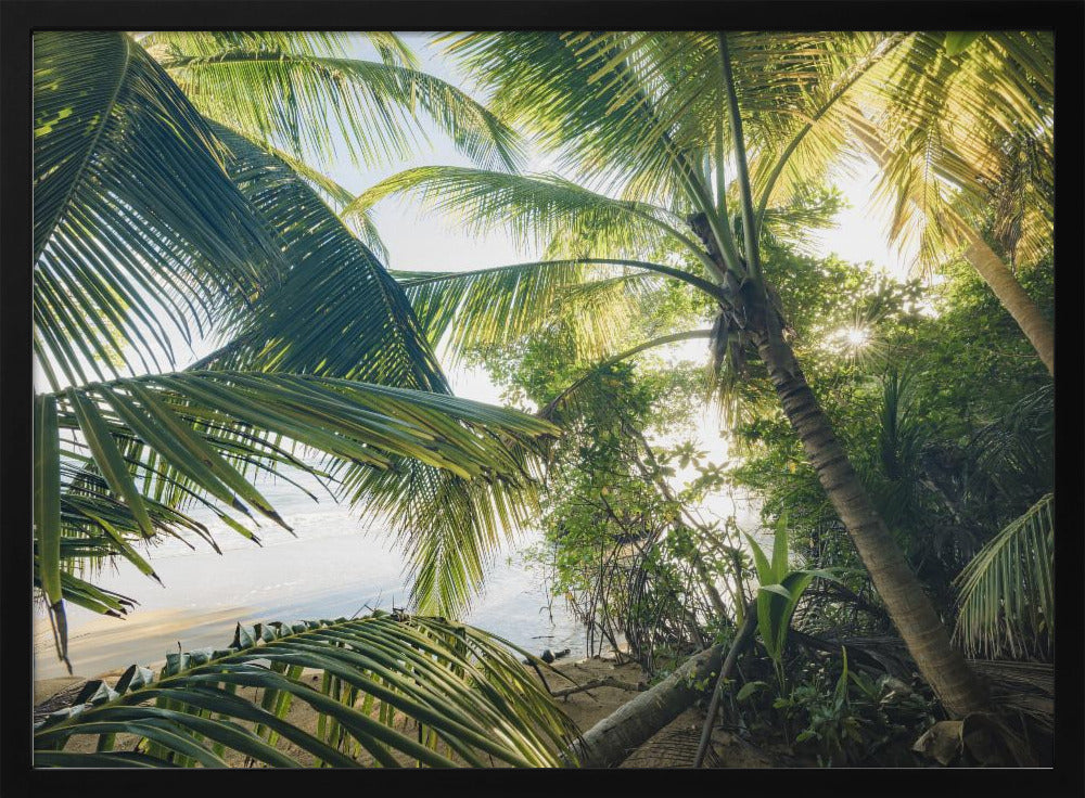 Hide under Palms | Poster