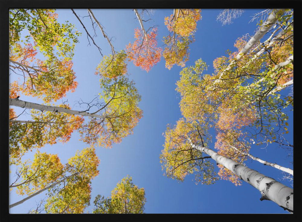 Autumn Birchs | Poster