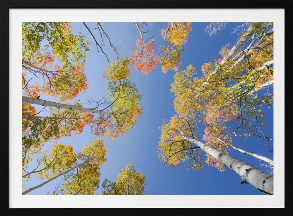 Autumn Birchs | Poster