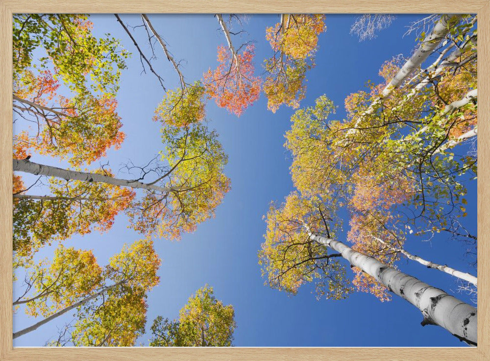 Autumn Birchs | Poster