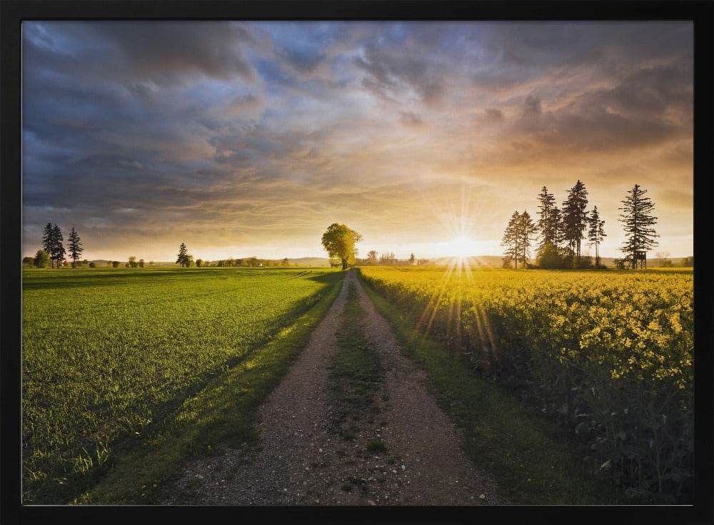 Summer Meadow | Poster