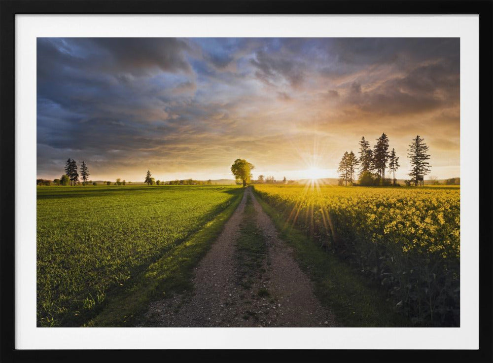 Summer Meadow | Poster