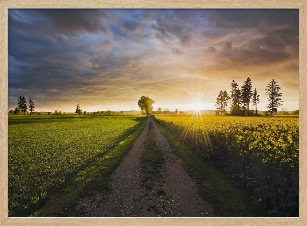 Summer Meadow | Poster