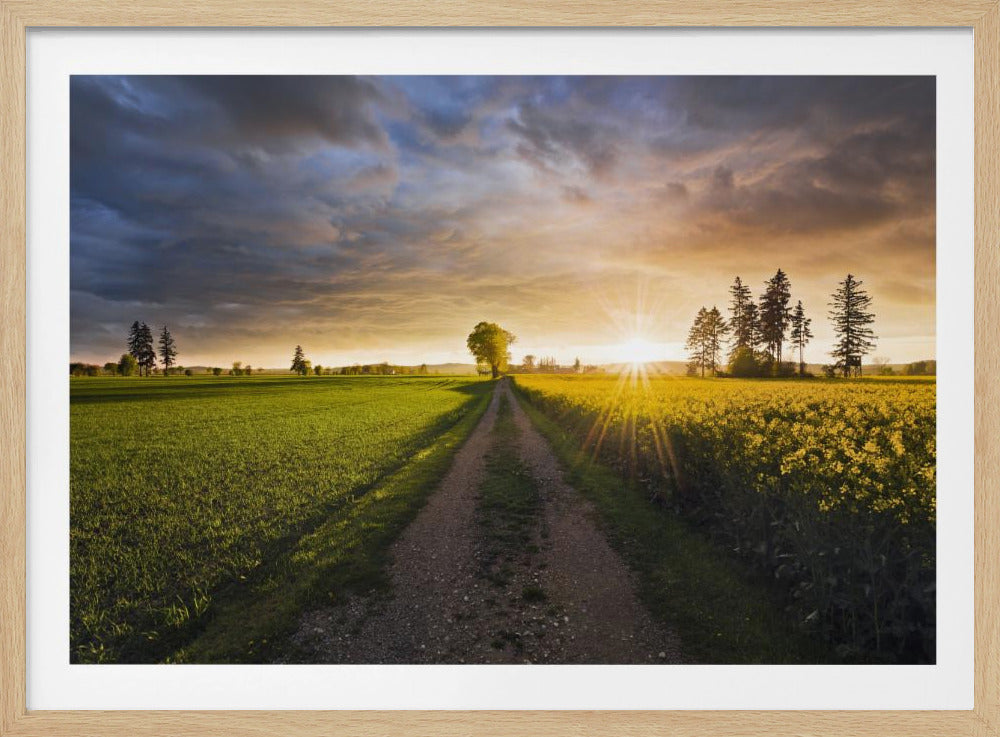 Summer Meadow | Poster