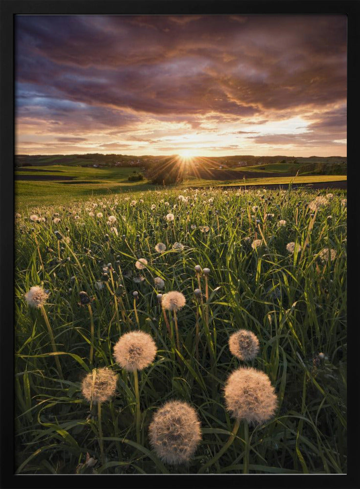 Poppy World | Poster