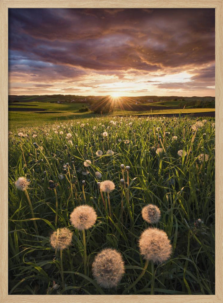 Poppy World | Poster