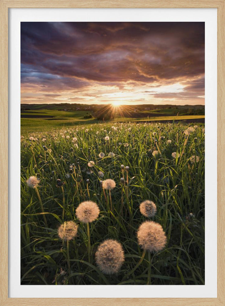 Poppy World | Poster