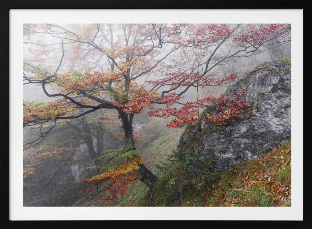 Foggy Woods | Poster