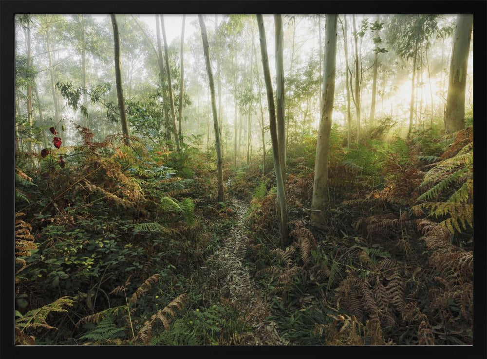 Foggy Woods II | Poster