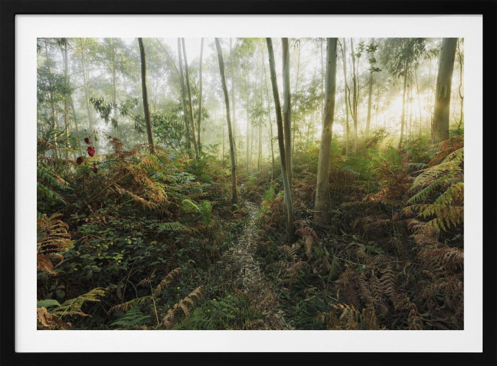Foggy Woods II | Poster