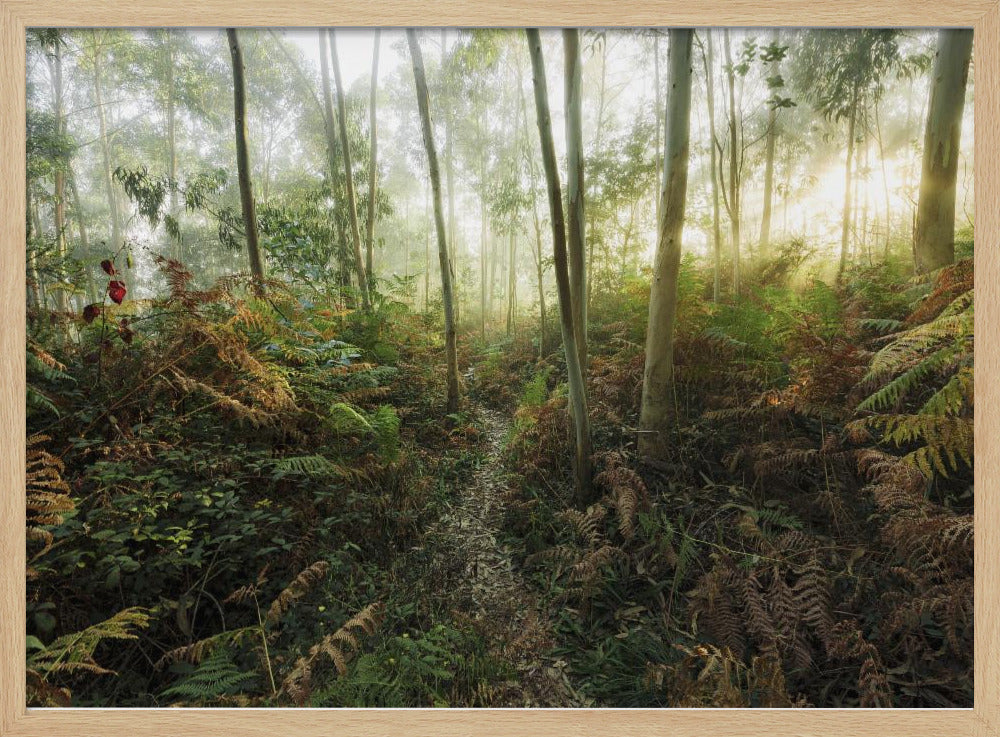 Foggy Woods II | Poster