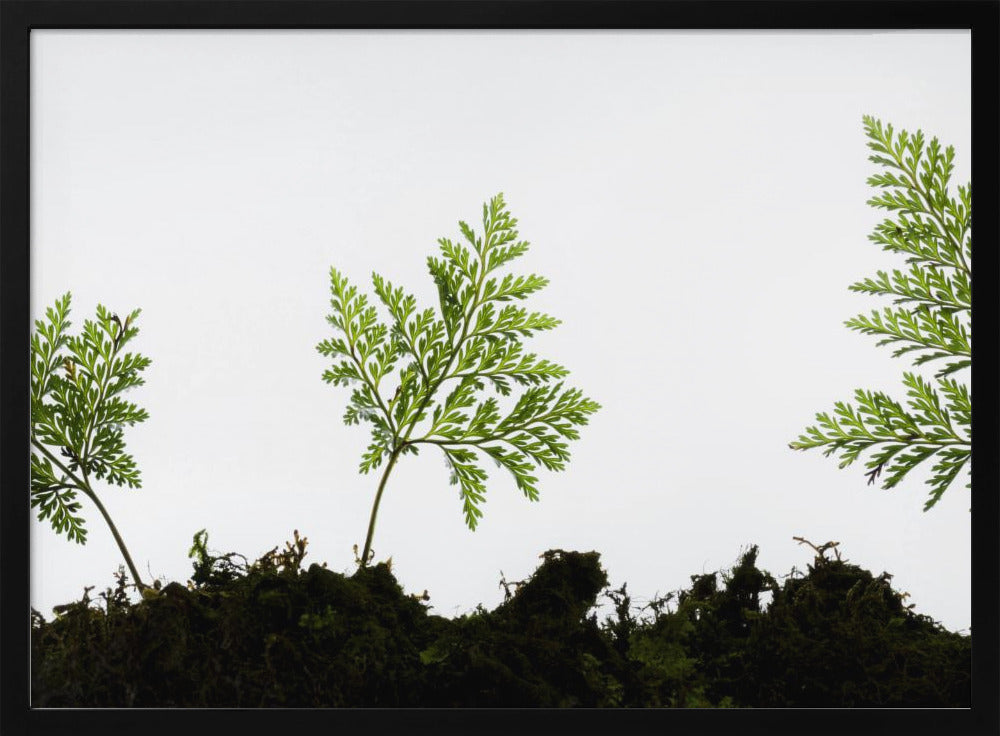 Fern Detail | Poster
