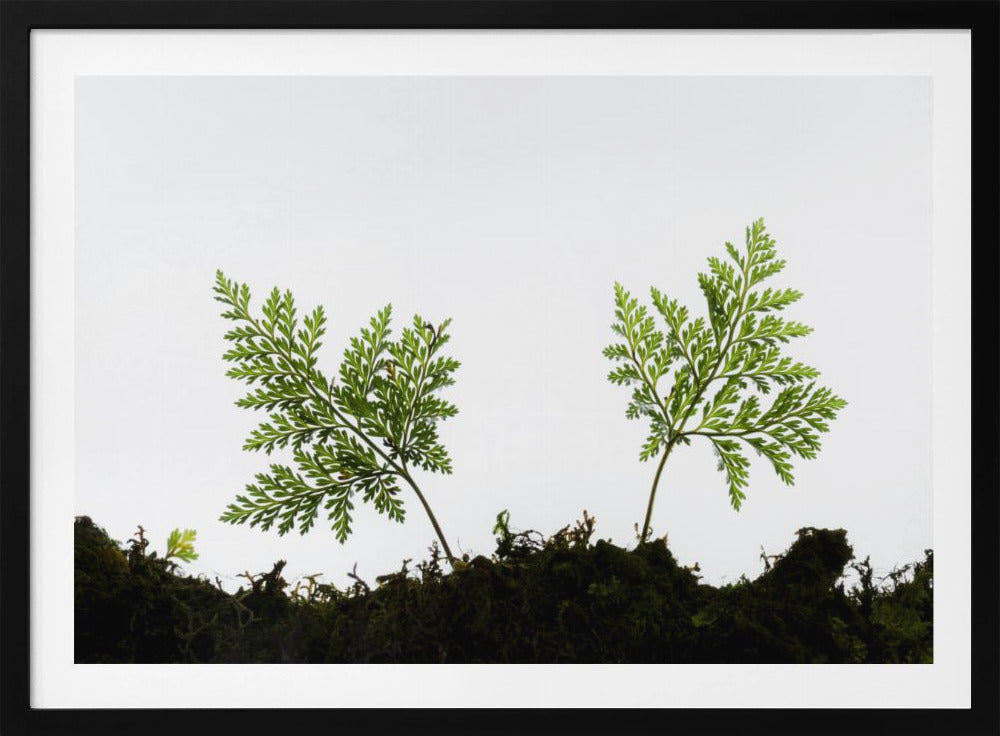 Fern Detail | Poster