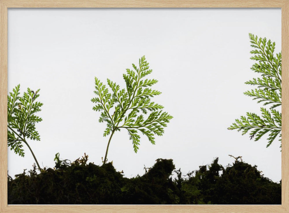 Fern Detail | Poster