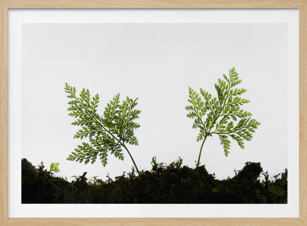 Fern Detail | Poster