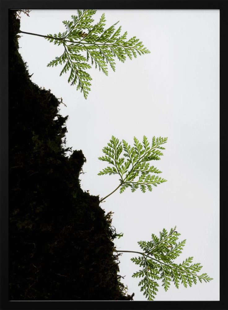 Fern Detail vertical | Poster