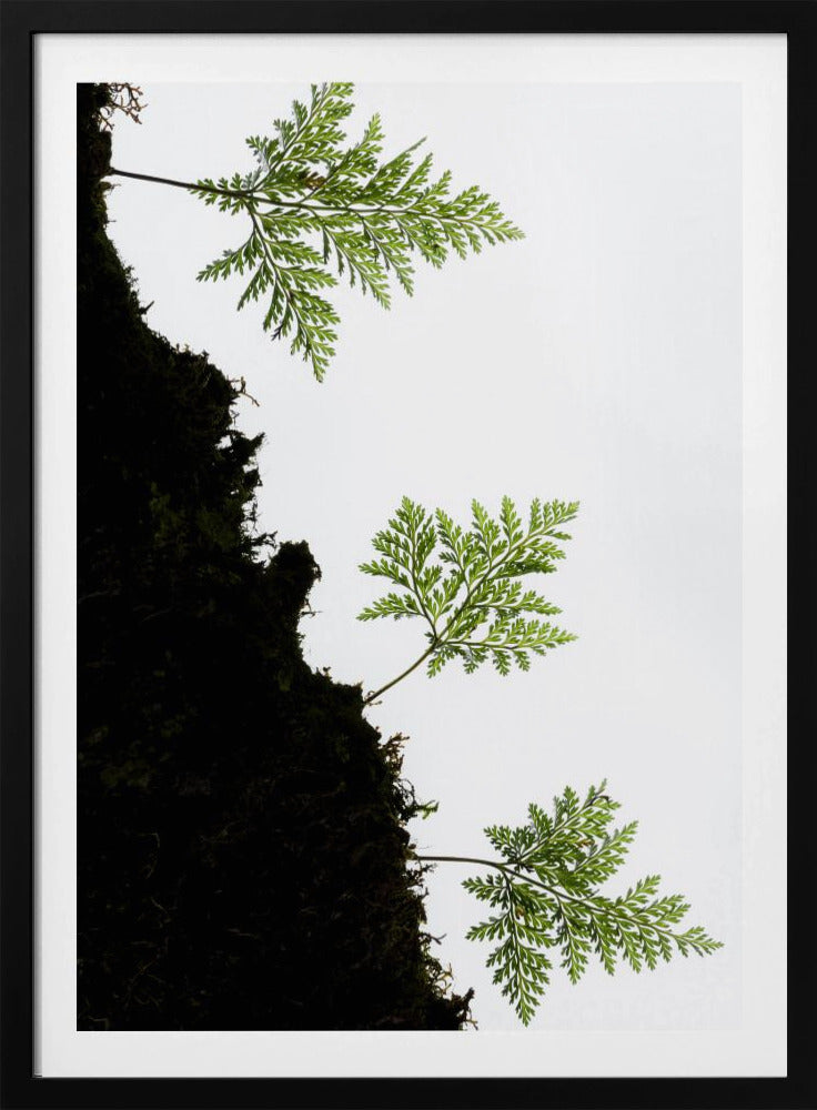 Fern Detail vertical | Poster