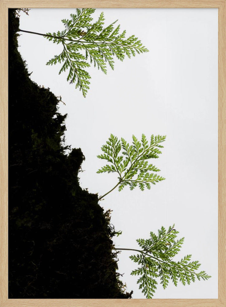 Fern Detail vertical | Poster