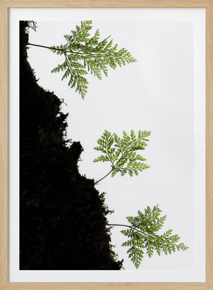 Fern Detail vertical | Poster