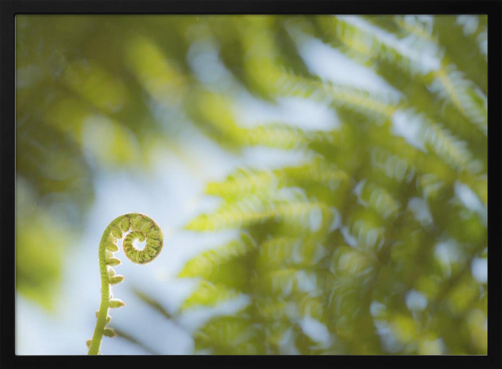 Fern Detail III | Poster