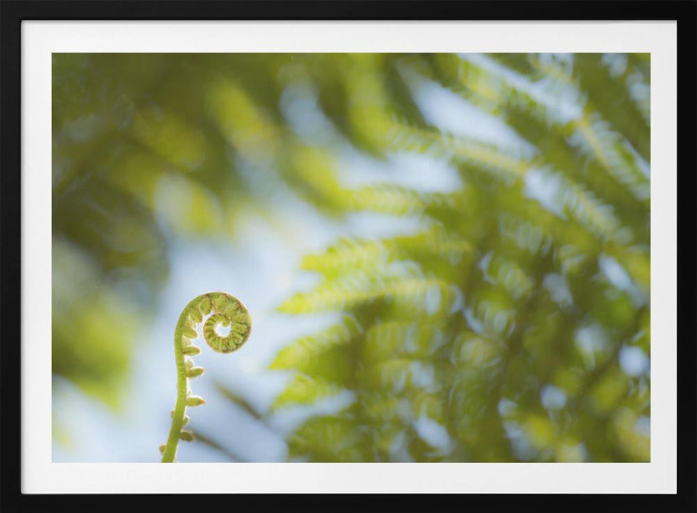 Fern Detail III | Poster