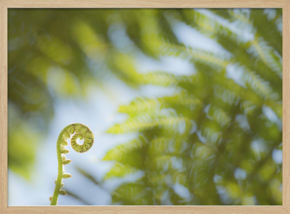 Fern Detail III | Poster