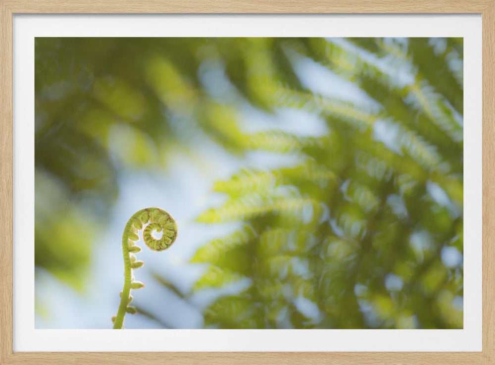 Fern Detail III | Poster