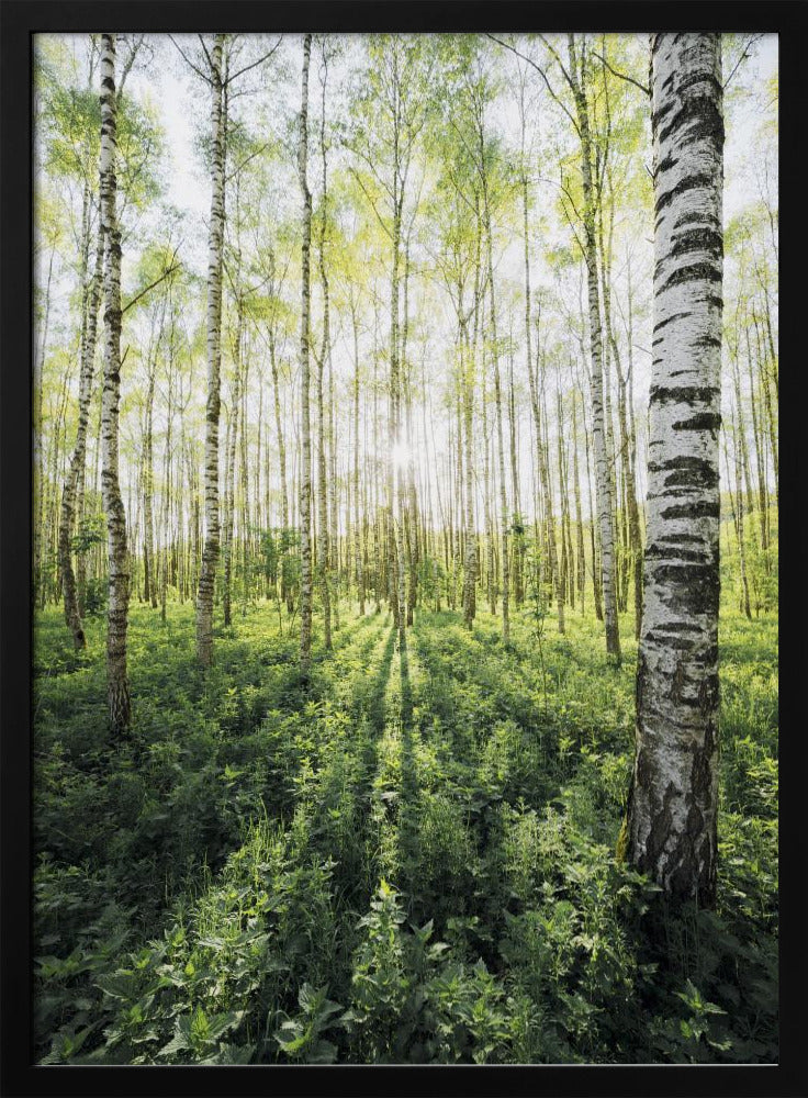 Birch Grove vertical | Poster