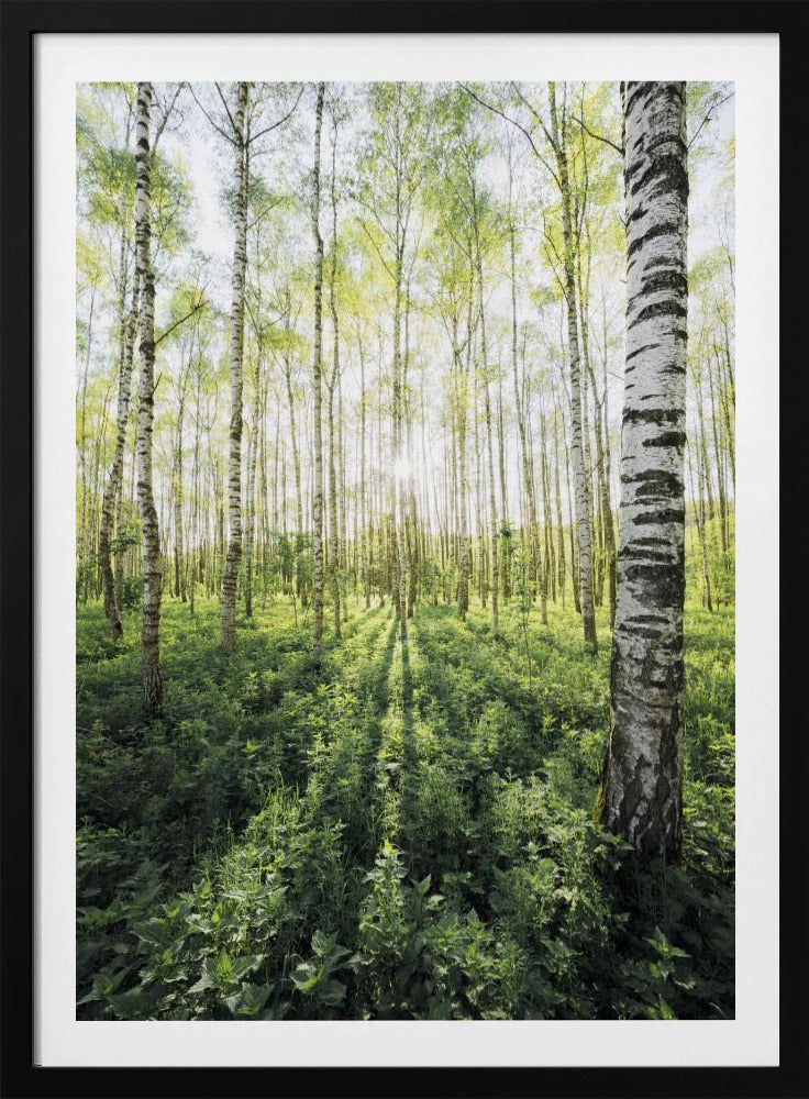 Birch Grove vertical | Poster