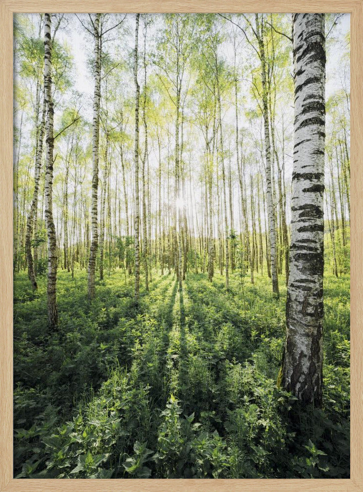Birch Grove vertical | Poster