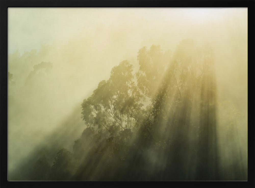 Foggy Woods III | Poster