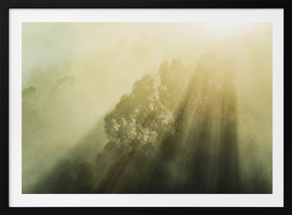 Foggy Woods III | Poster
