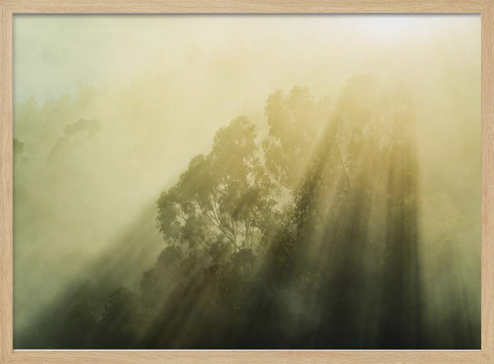 Foggy Woods III | Poster