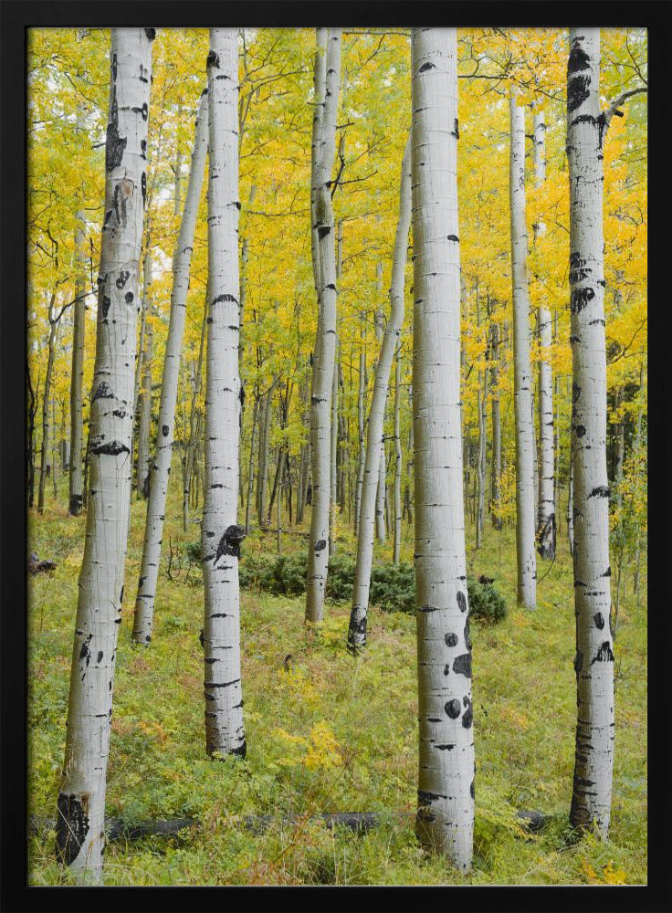 Yellow Birchs vertical | Poster