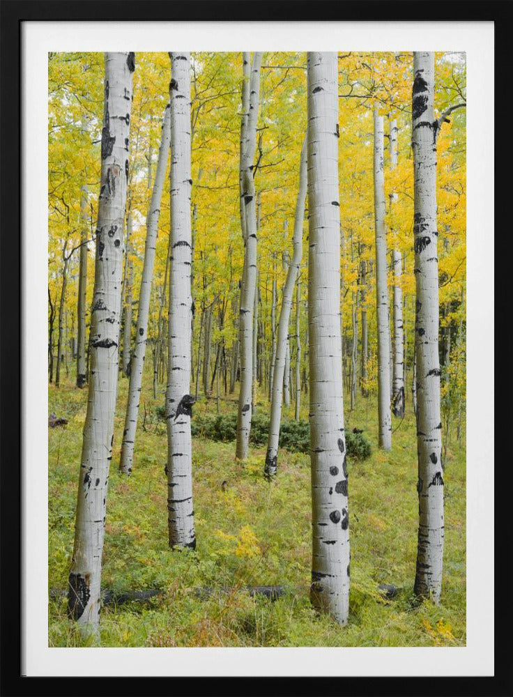 Yellow Birchs vertical | Poster