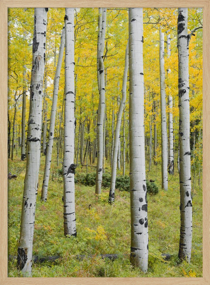 Yellow Birchs vertical | Poster