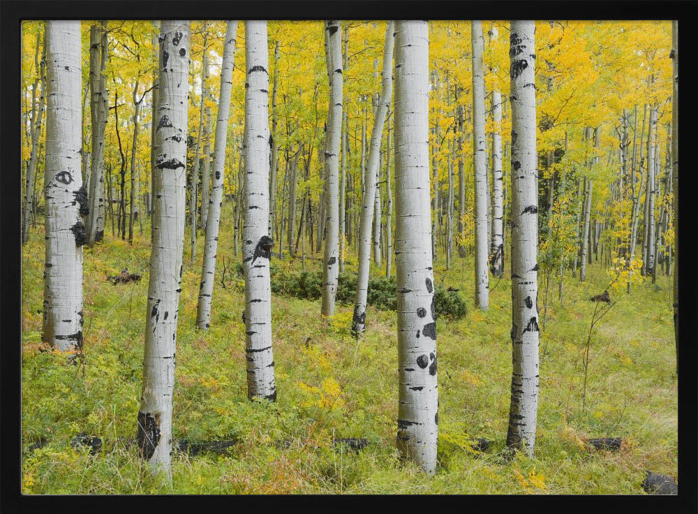 Yellow Birchs | Poster