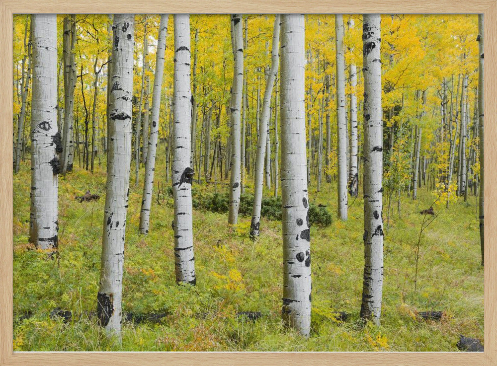 Yellow Birchs | Poster