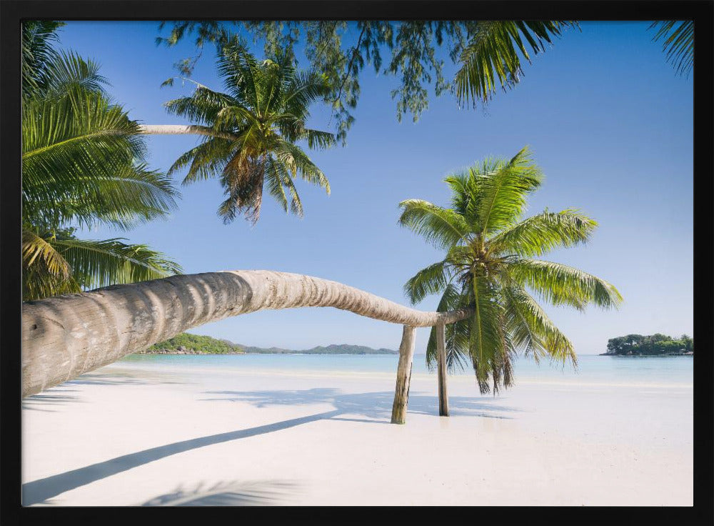 Tropical Palm | Poster