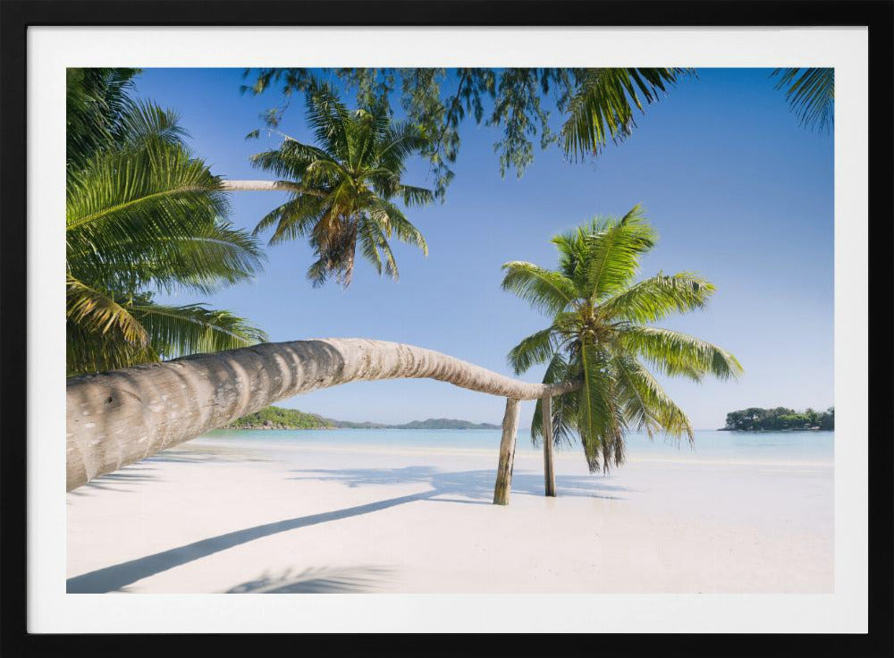 Tropical Palm | Poster