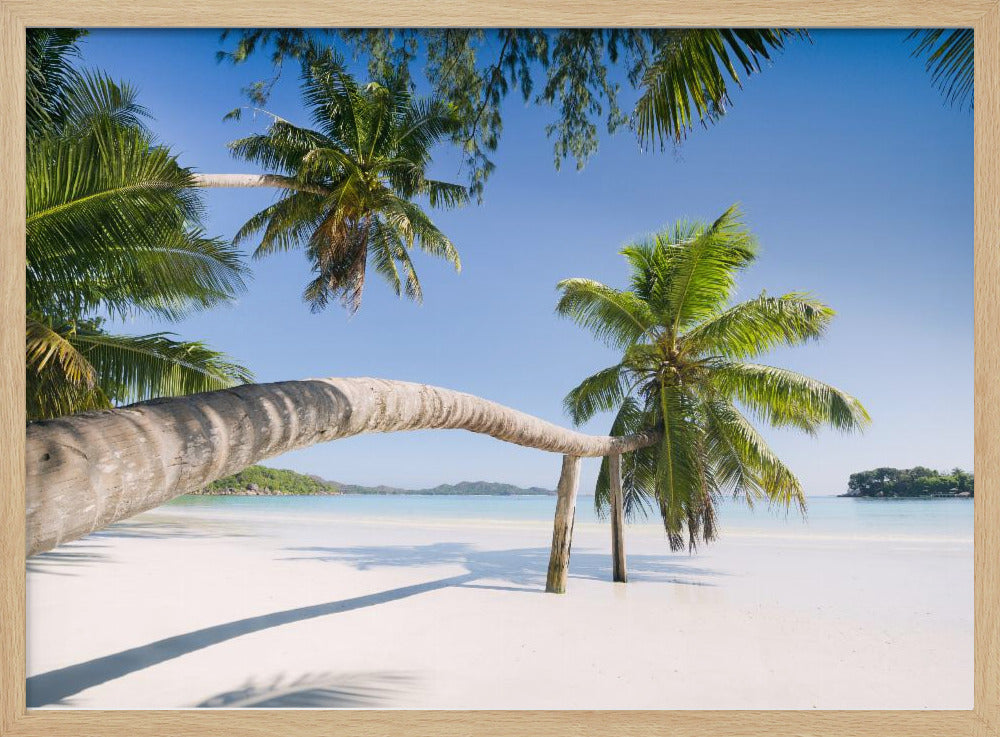 Tropical Palm | Poster