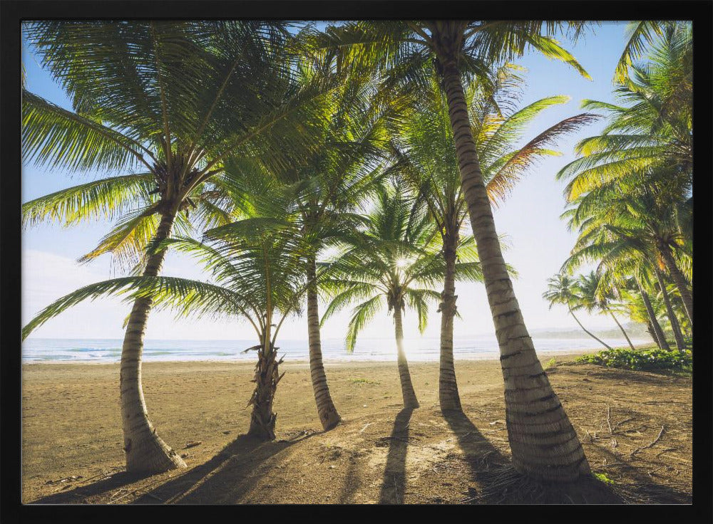 Tropical Morning | Poster