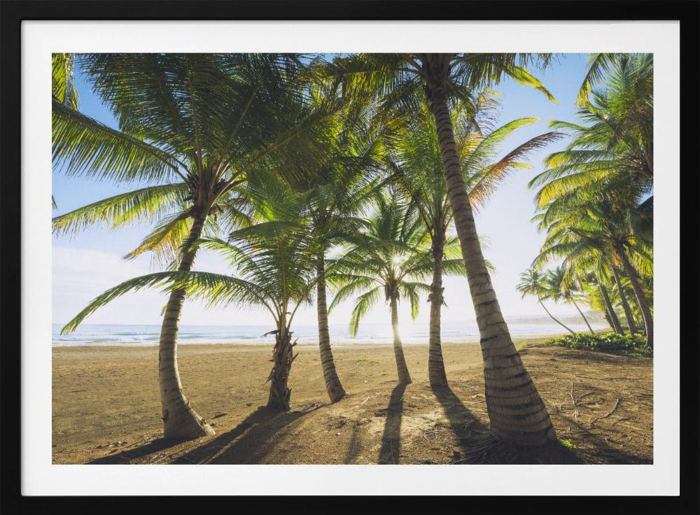 Tropical Morning | Poster