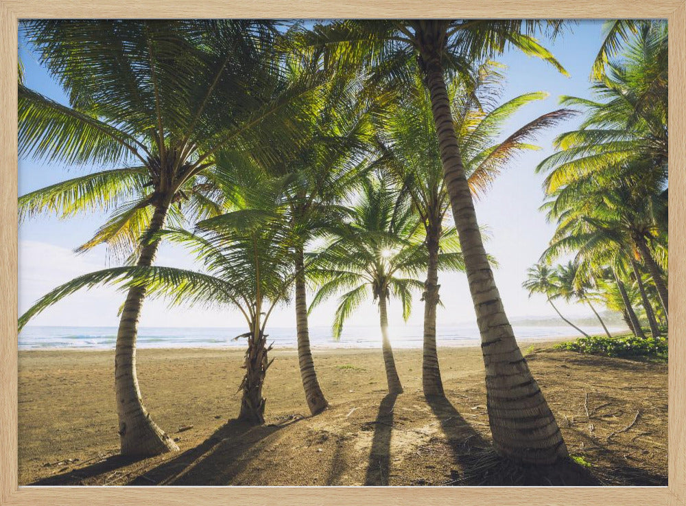 Tropical Morning | Poster