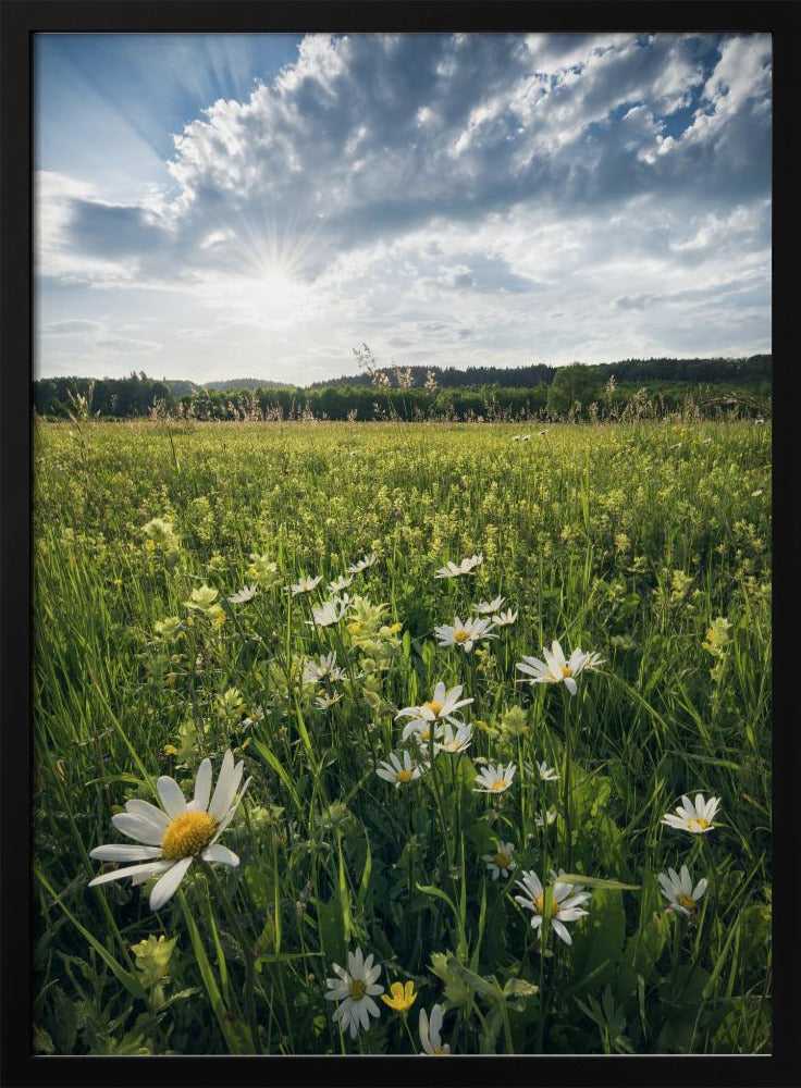 Flowering Meadow | Poster