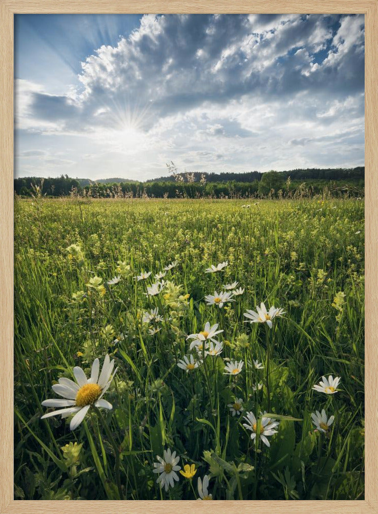 Flowering Meadow | Poster