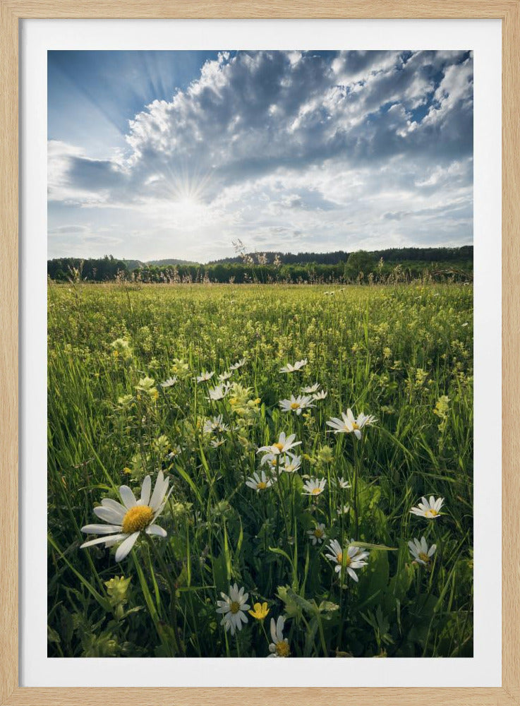Flowering Meadow | Poster